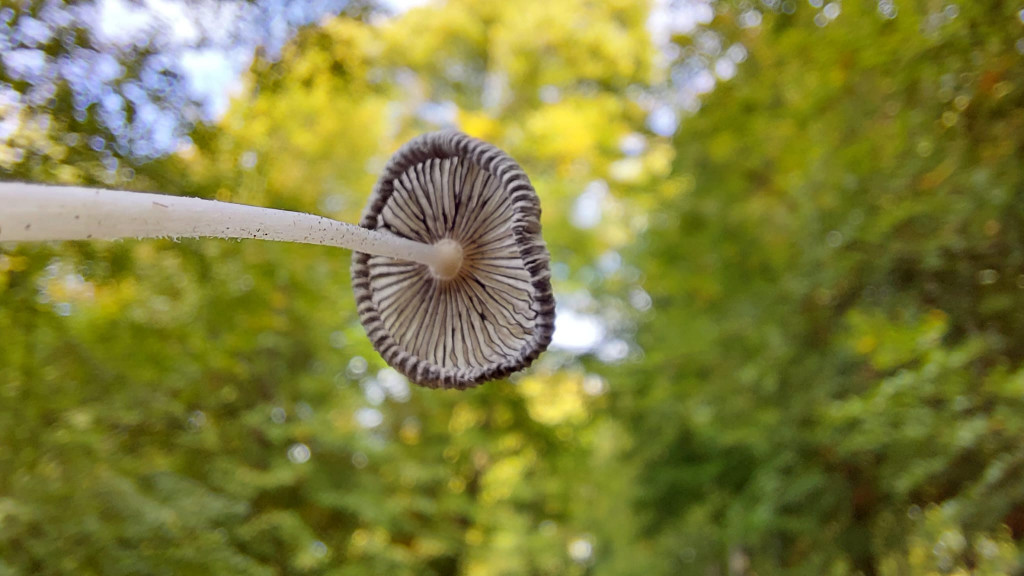 Plooirok (speciaal voor de groene gluurbuur)